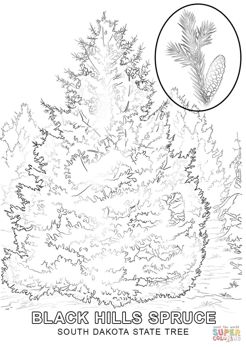 1020x1440 Strange White Pine Tree Coloring Page Trees Pages Free