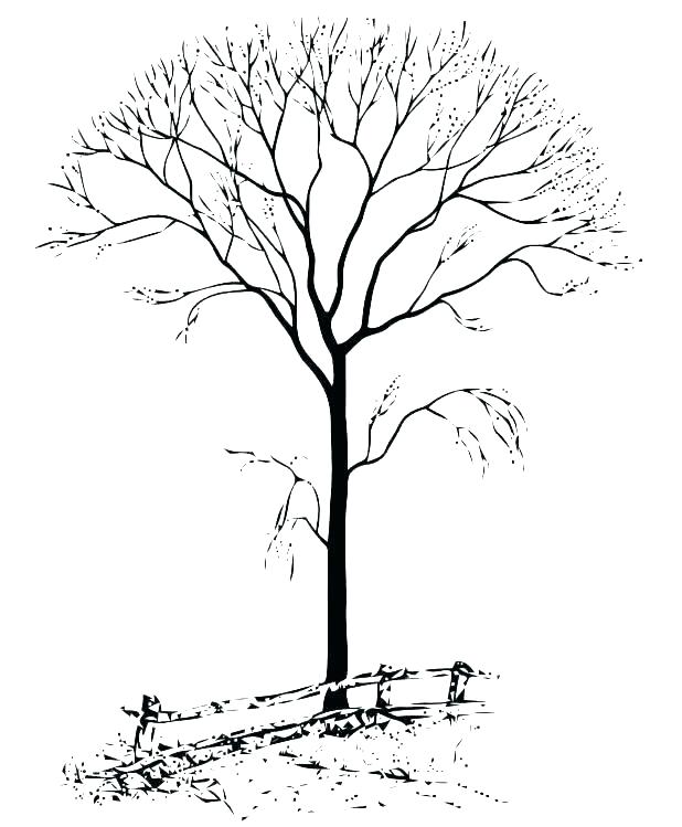 618x749 Autumn Tree Coloring Pages Printable Tree Coloring Pages Flowers