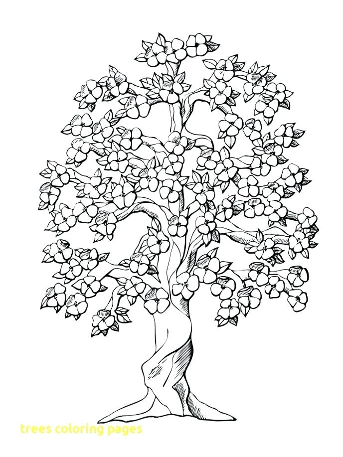 688x917 Autumn Trees Coloring Pages Kids Coloring Fall Tree Coloring Page