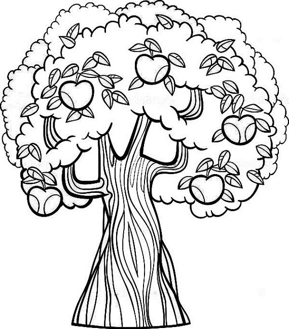 570x650 Fruit Tree Coloring Page Mission Arlington Fruit Trees