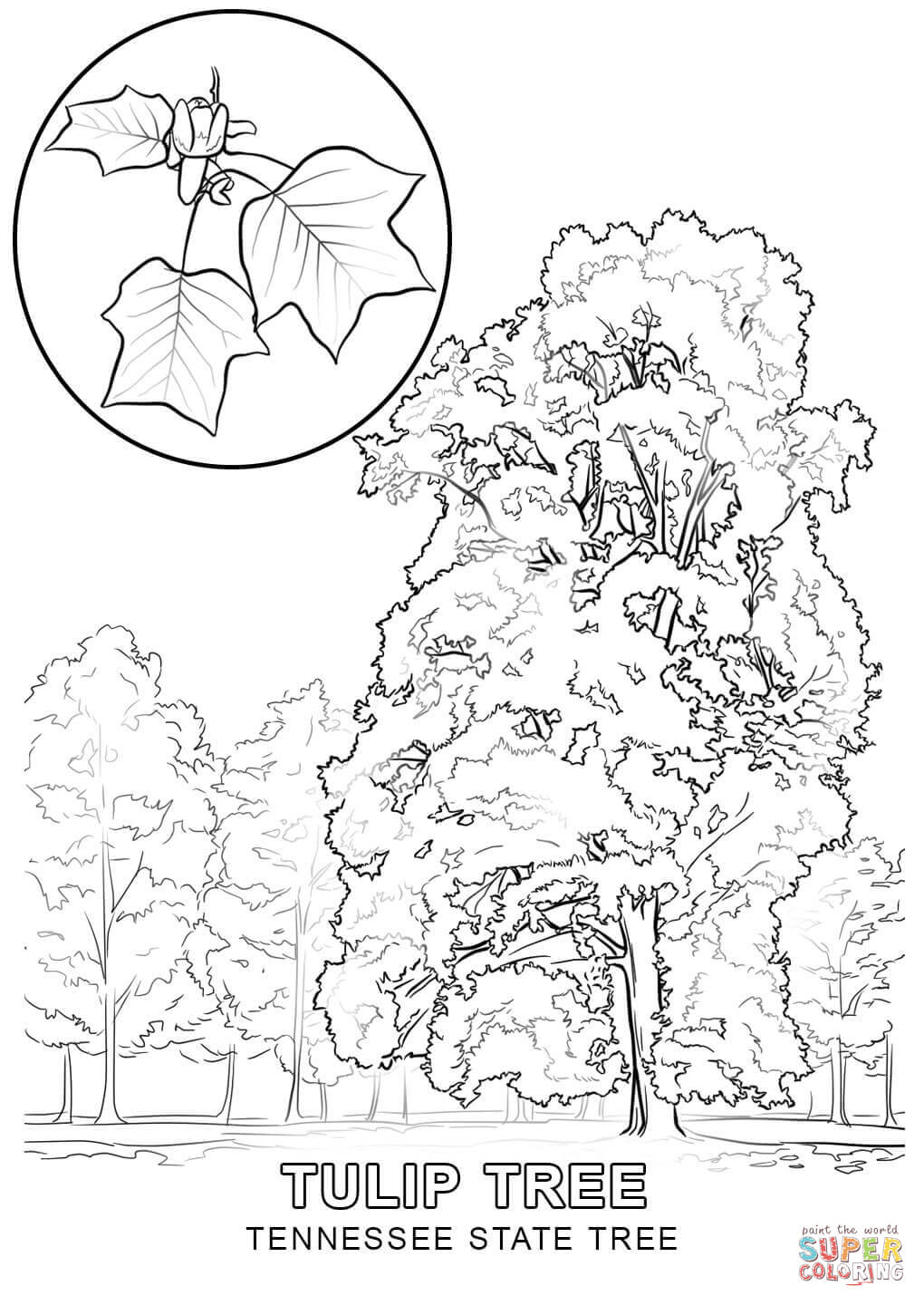1020x1440 Unlimited Tennessee State Coloring Pages Tree Page Free Printable