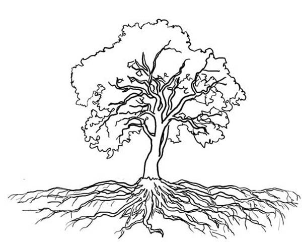 600x480 Oak Tree Massive Roots Coloring Page Color Luna