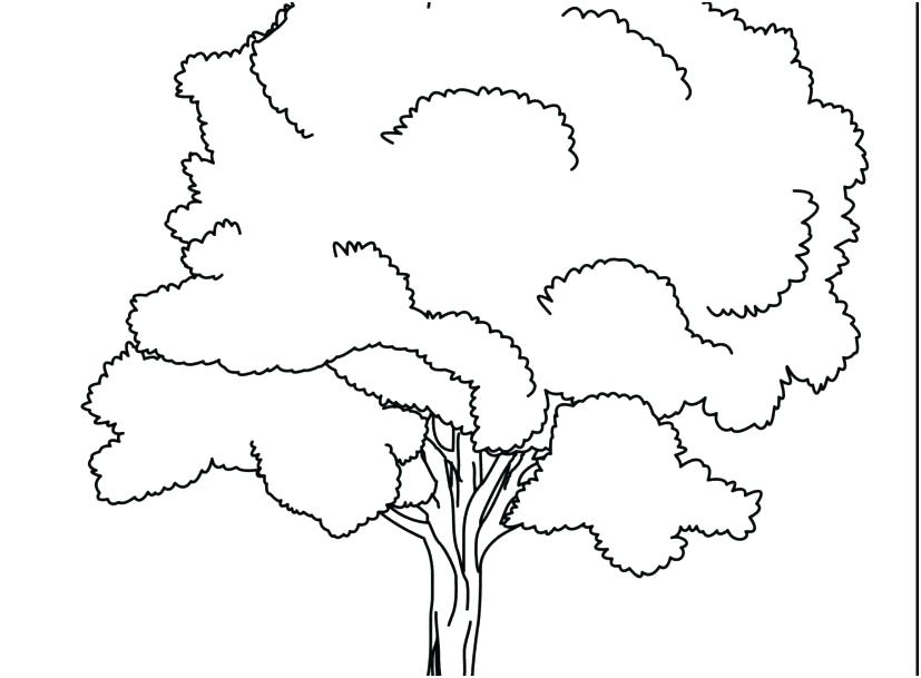 827x609 Tree Coloring Pages With Roots Tree Color Page Click To See