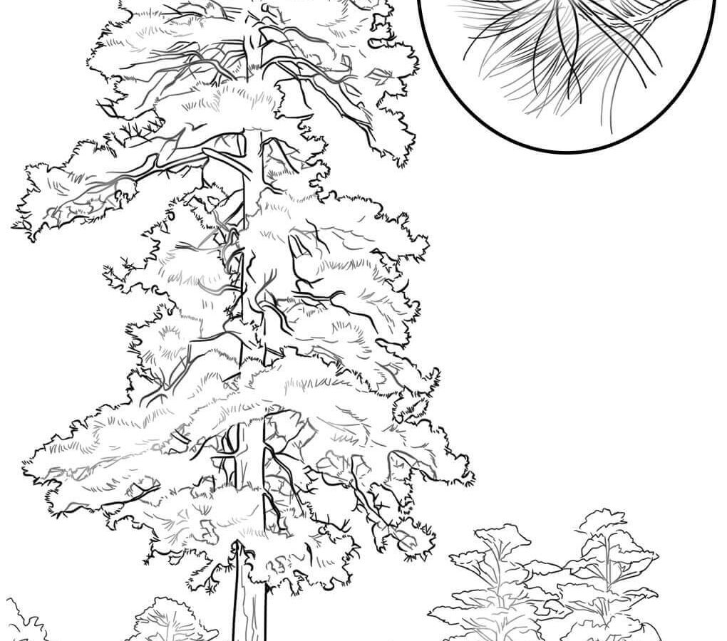1020x900 Christmas Tree Coloring Pages Numbers Printable Roots Plants