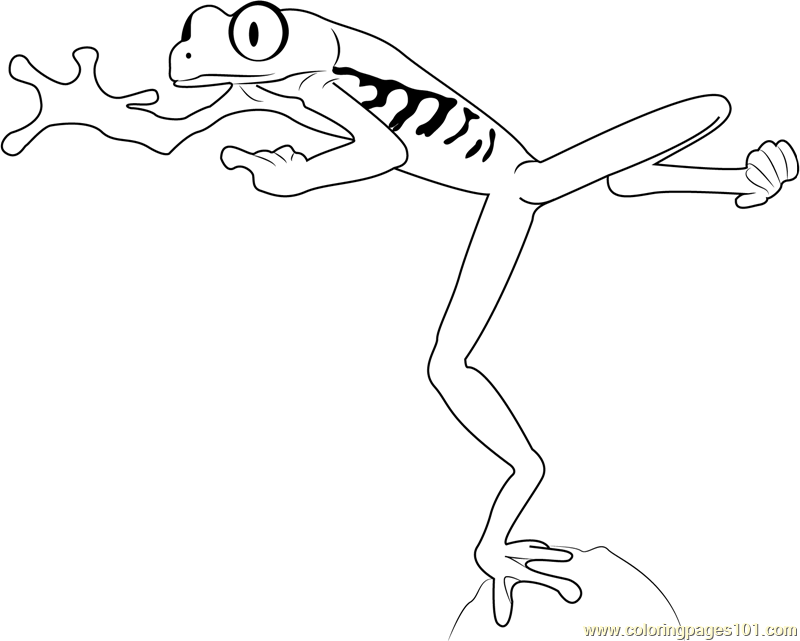 800x641 Red Eyed Tree Frog Jumping Coloring Page