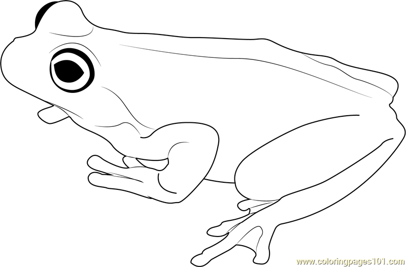 800x526 Brown Tree Frog Coloring Page