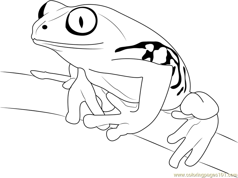 800x601 Tree Frog On Branch Coloring Page