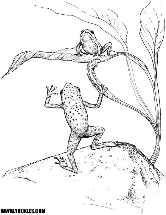 557x720 Tree Frog Coloring Page By Yuckles!