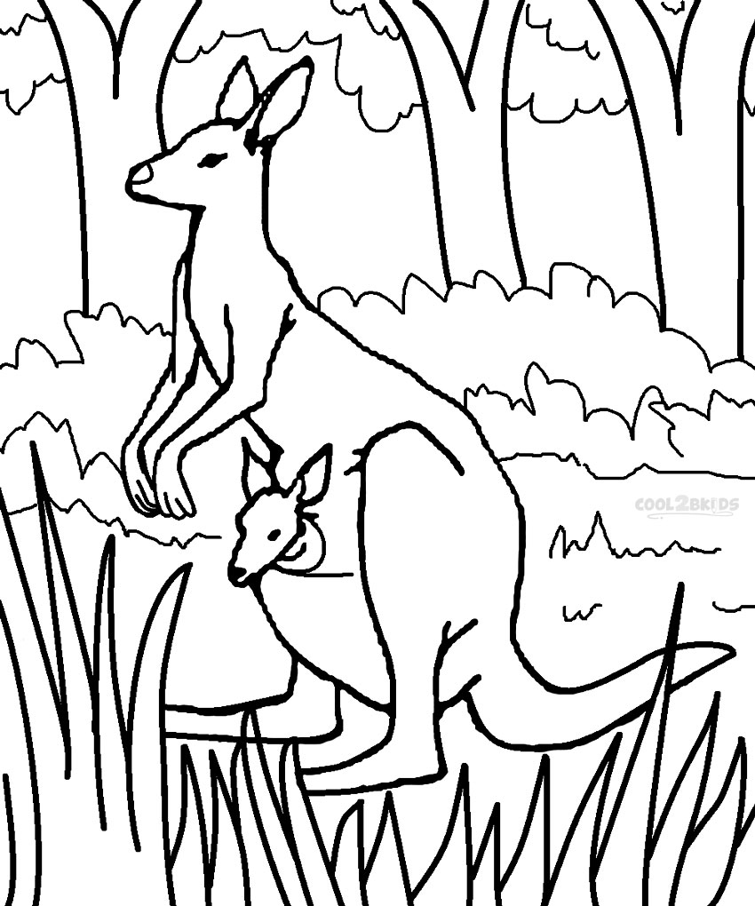 850x1020 The Most Curious Part Of A Kangaroo's Life Is How The Females Care