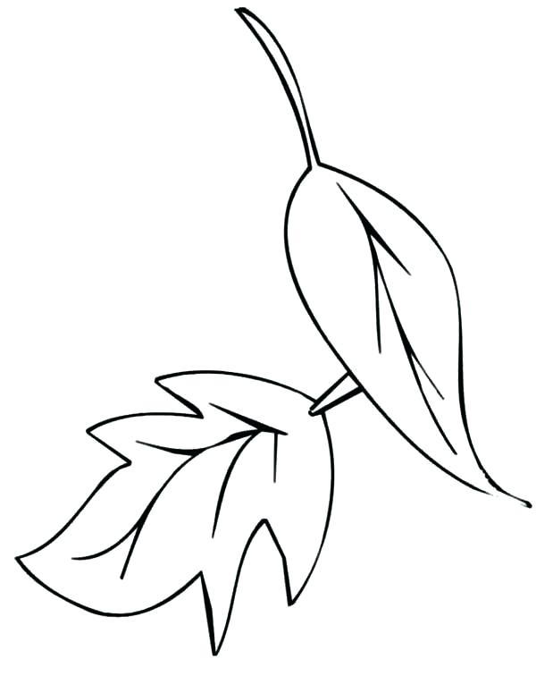 600x775 Fall Leaf Coloring Page Dry Fall Leaf Coloring Page Dry Fall Leaf