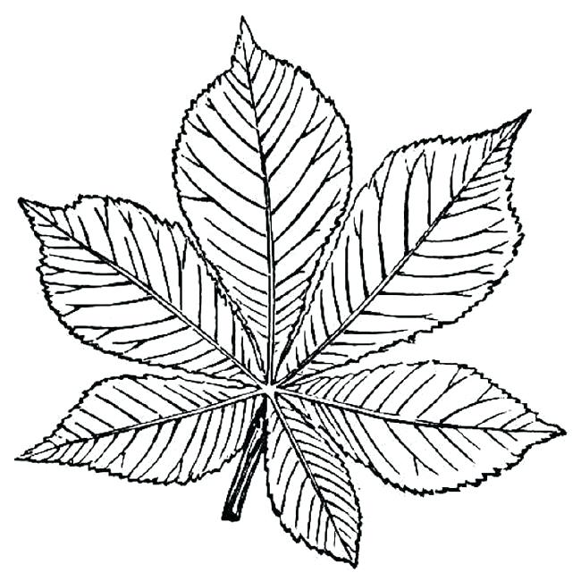 650x650 Printable Leaves Coloring Pages Autumn Leaves Coloring Pages