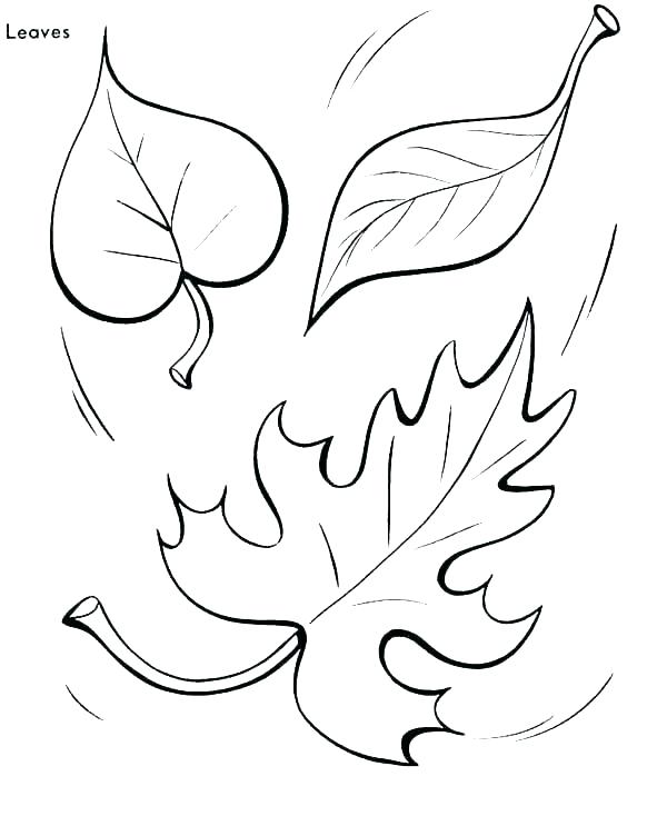 600x734 Coloring Pages Of Trees In The Fall