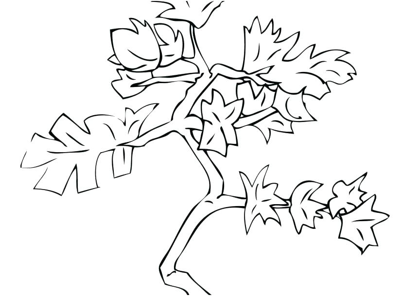 827x609 Coloring Pages Of Trees With Leaves Sendflare.co