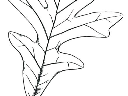 440x330 Leaf Coloring Pages For Adults