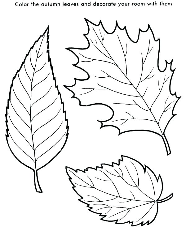 600x734 Charming Tree Without Leaves Coloring Page Leaf Palm Tree Leaves