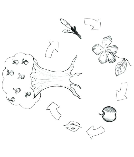 550x645 Tree Of Life Coloring Pages Apple Tree Coloring Page Apple Tree