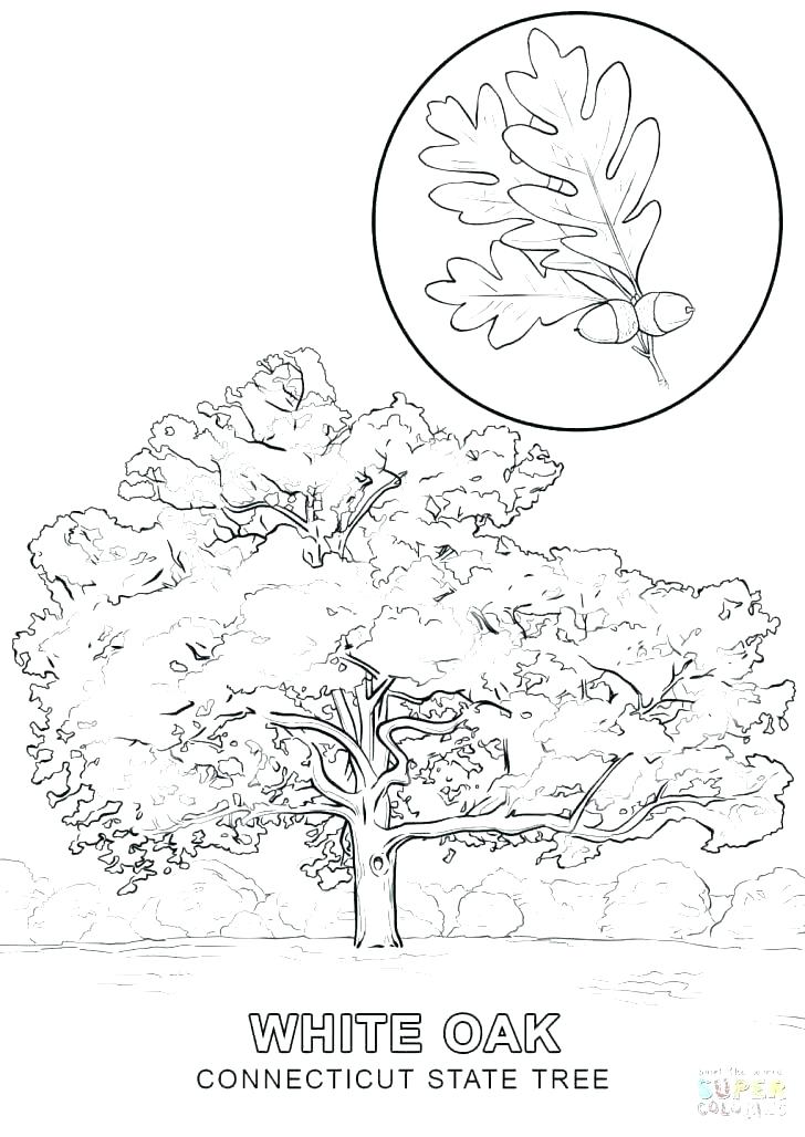 728x1028 Leaves For Coloring