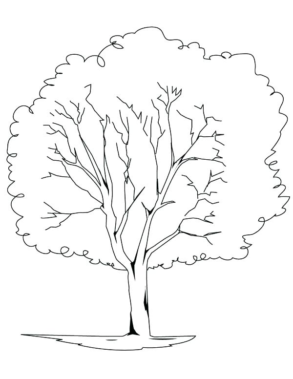 600x776 Tree Trunk No Leaves Coloring Page Bare Fall Pages Outline