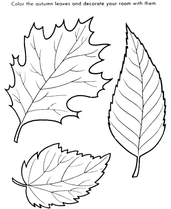 550x672 Tree Without Leaves Coloring Page Printable Fall Coloring Pages