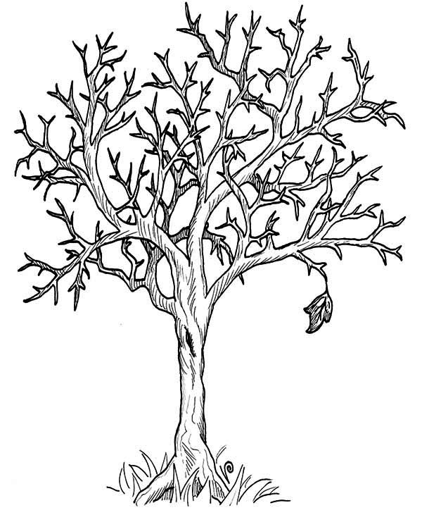 600x741 Autumn Tree Without Leaves In Fall Leaf Coloring Page Color Luna