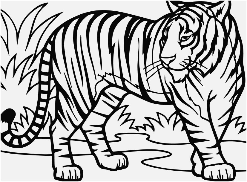 827x609 Daniel Tiger Coloring Pages Stock Beautiful Tiger Coloring Picture