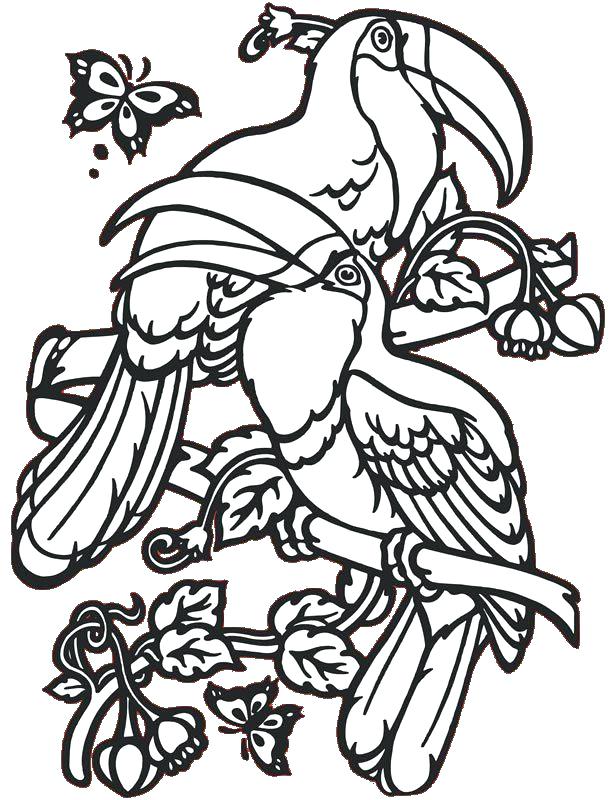 613x800 Toucan Coloring Pages Bird Coloring Pages For Adults Packed
