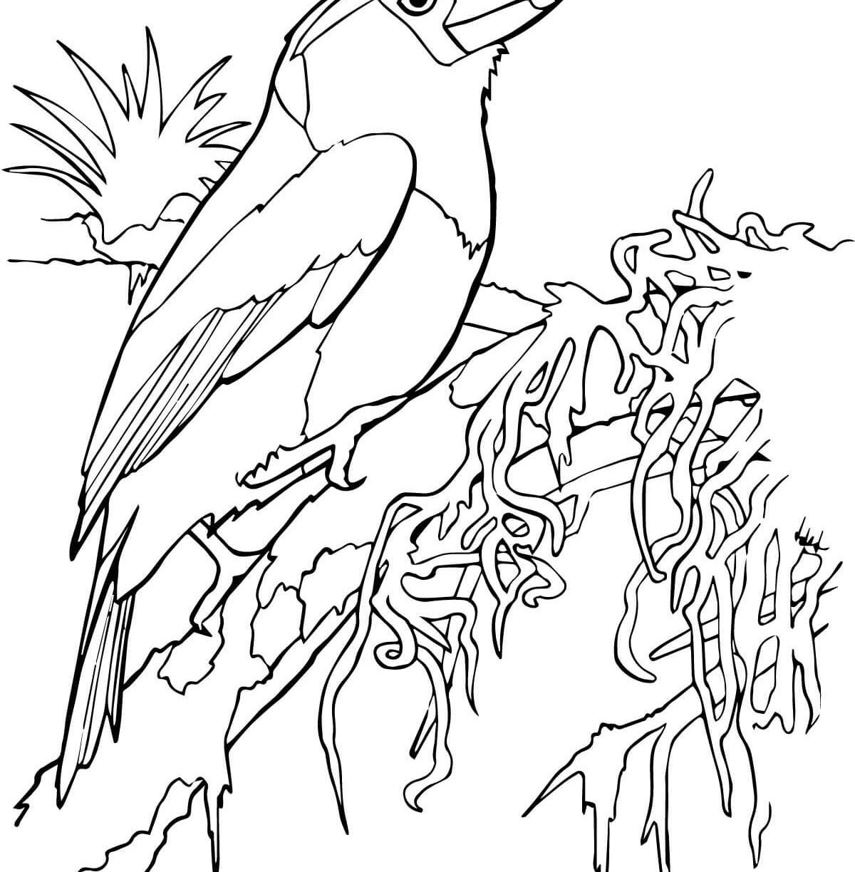 1200x1224 Tropical Bird Coloring Pages Hellokids Pagewtf