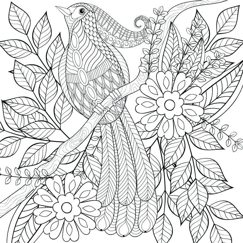 800x800 Birds Coloring Page Shippa.co