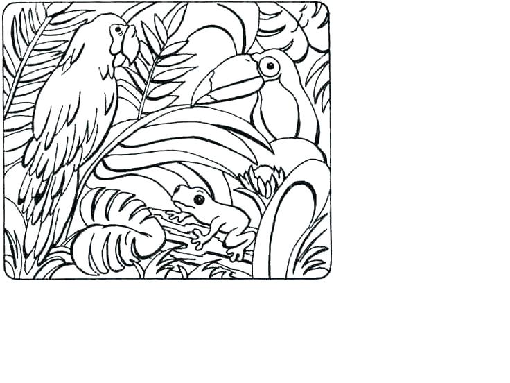 736x552 Rainforest Coloring Page Tropical Coloring Page Animals Pages Pin