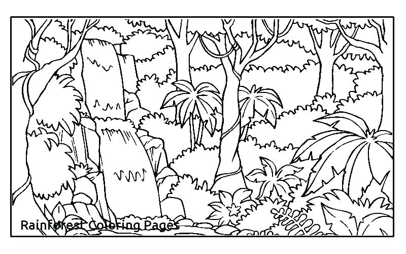 800x500 Tropical Rainforest Coloring Pages Tropical Coloring Pages