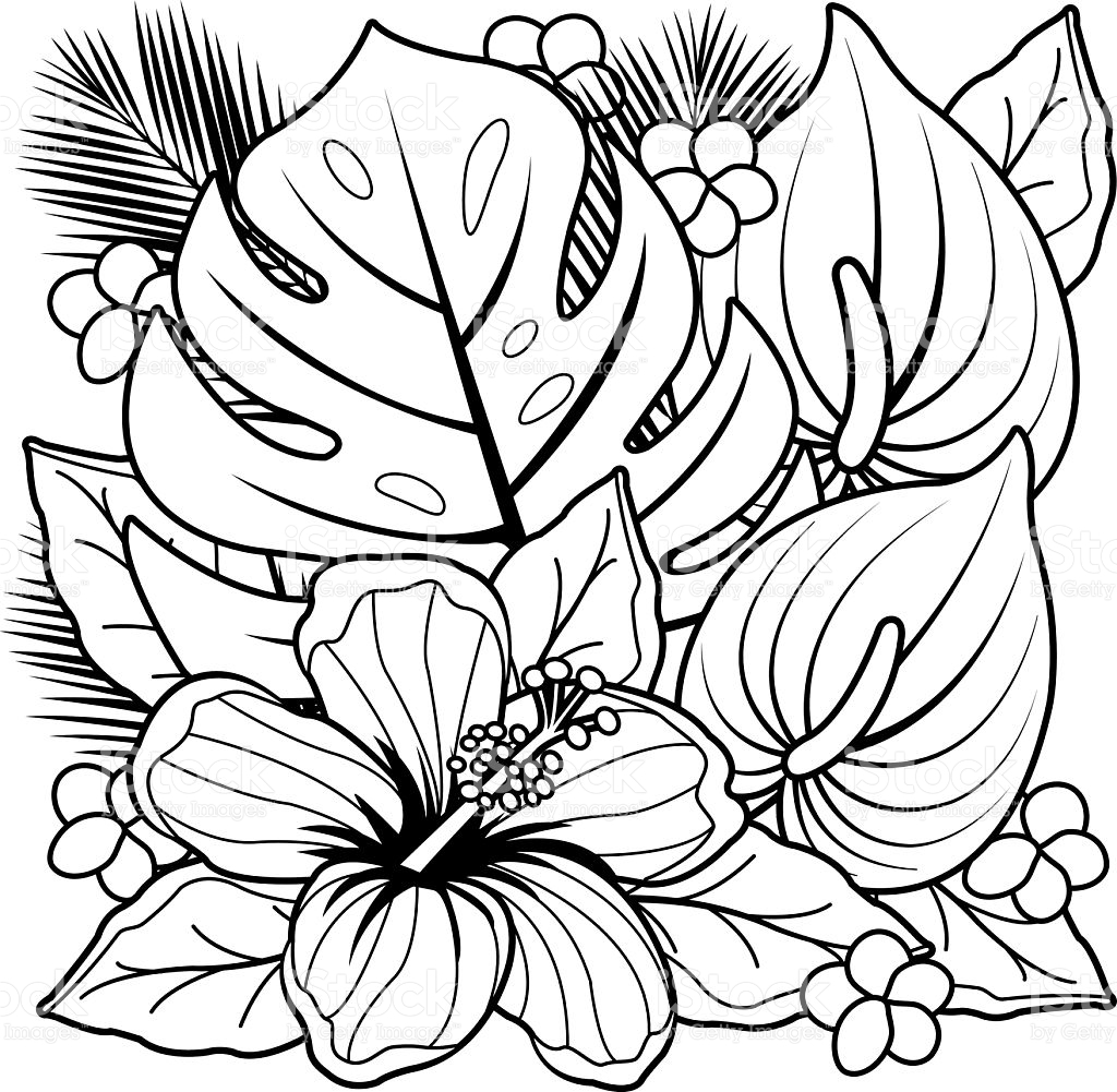 1024x1001 Tropical Flower Coloring Pages 3938 Tropical Coloring Pages