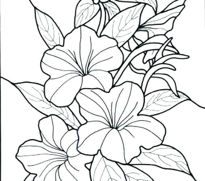 678x600 Free Printable Realistic Flower Coloring Pages Printable Coloring
