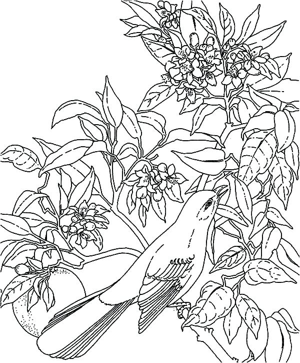 600x725 Tropical Coloring Pages Adult Coloring Book Coloring Page