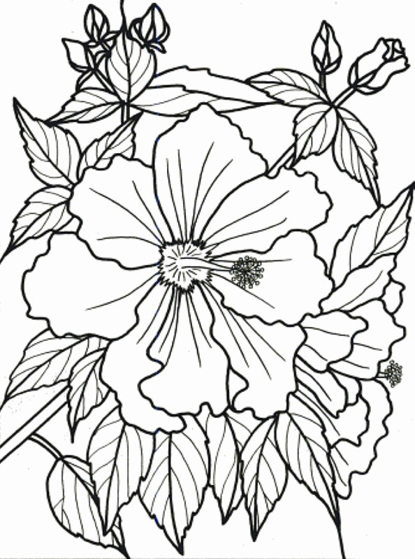 Tropical Flower Coloring Pages