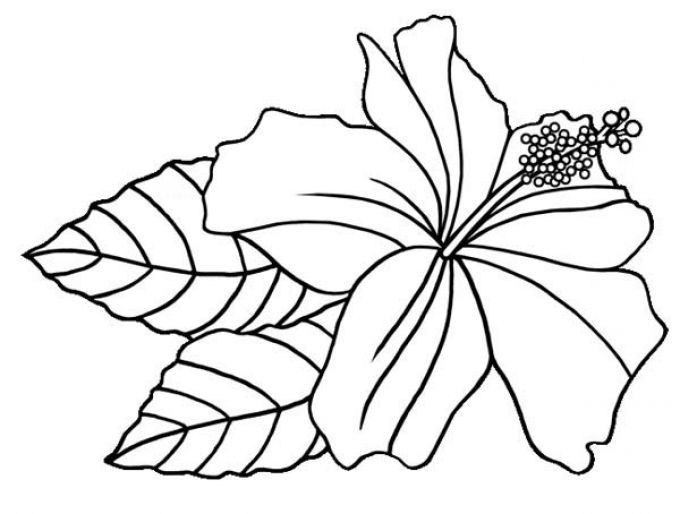 680x514 Hawaiian Flower Coloring Pages Printable Hawaiian Flowers Color