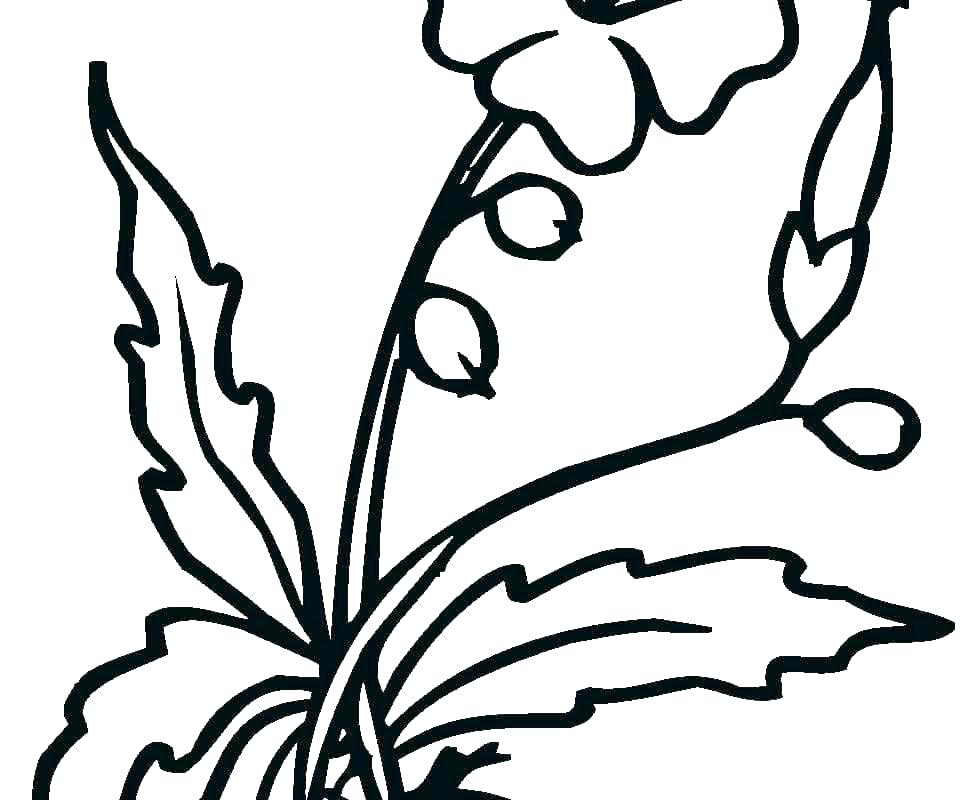 962x800 Hibiscus Flower Coloring Pages Hibiscus Flower Colouring Pages