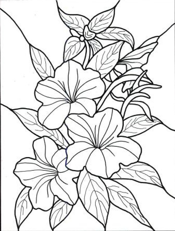 682x900 Tropical Flower Coloring Book Pages