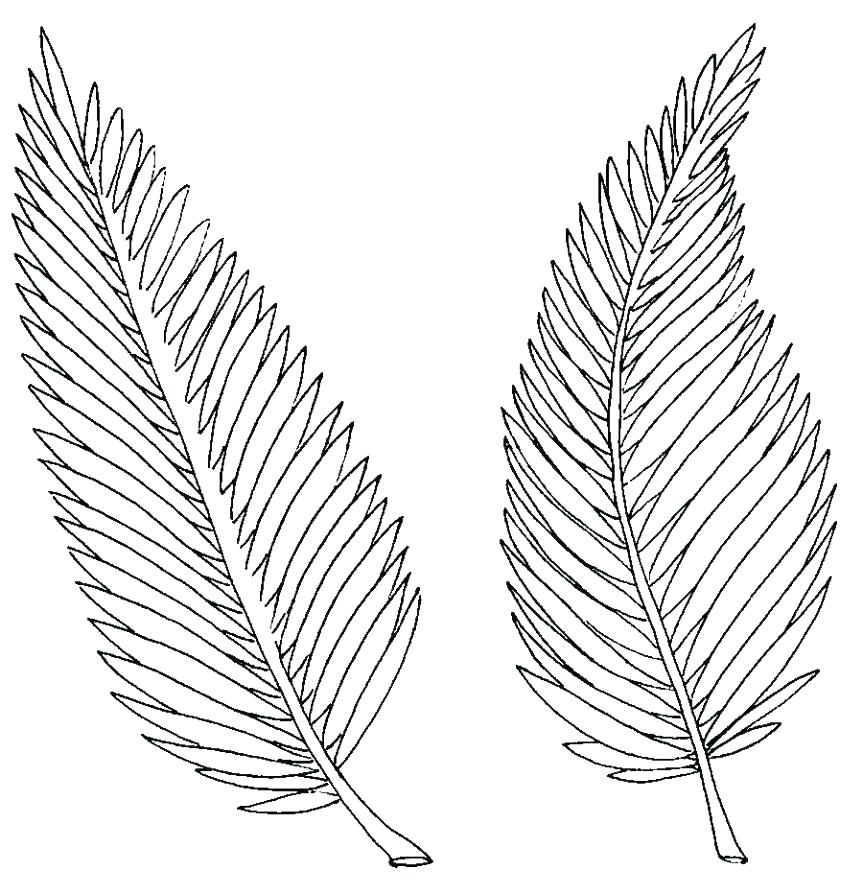 863x894 Leaf Outline Printable Template Leaf Outline Printable Template