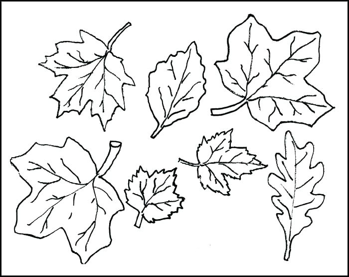 700x555 Leaf Templates Printable Leaf Templates Printable Printable Leaves