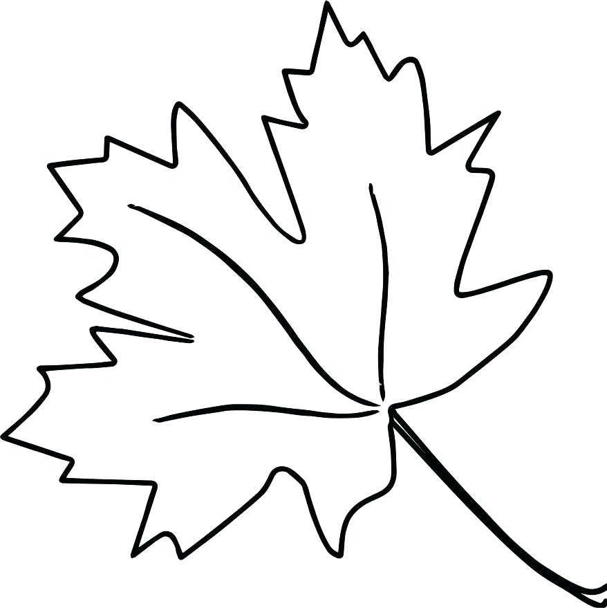 878x879 Leaves Coloring Page Blank Leaf Coloring Pages Printable Autumn