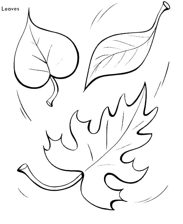 600x734 Coloring Pages Of Leaves