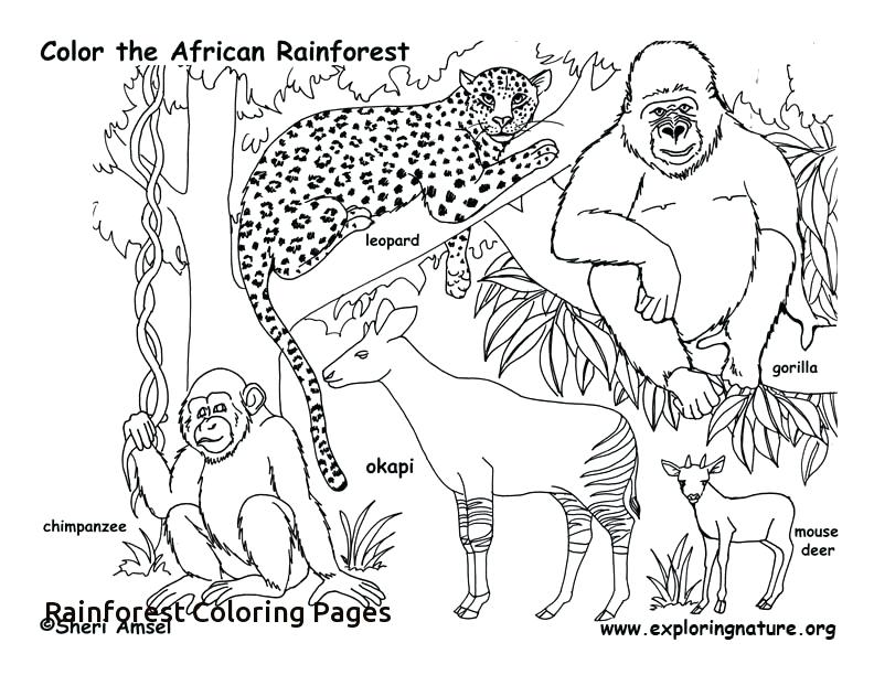 Tropical Rainforest Animals Coloring Pages