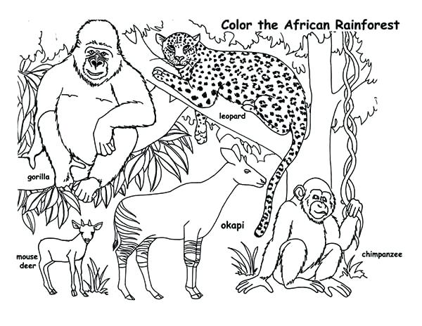 600x464 Idea Rainforest Animals Coloring Pages Or Animals Coloring Page 45