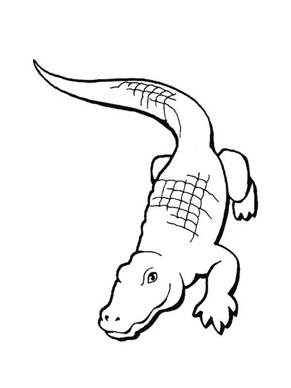 600x800 Rainforest Reptiles Coloring Pages Picture 5 Daycare