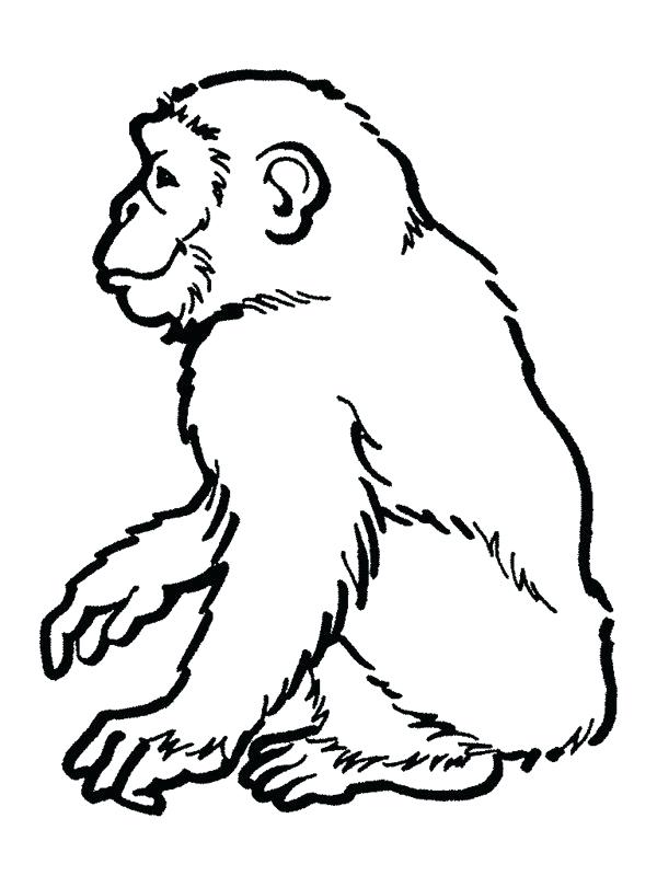 600x800 Rainforest Animal Coloring Pages Drawn Reptile Animal 2 Brazilian