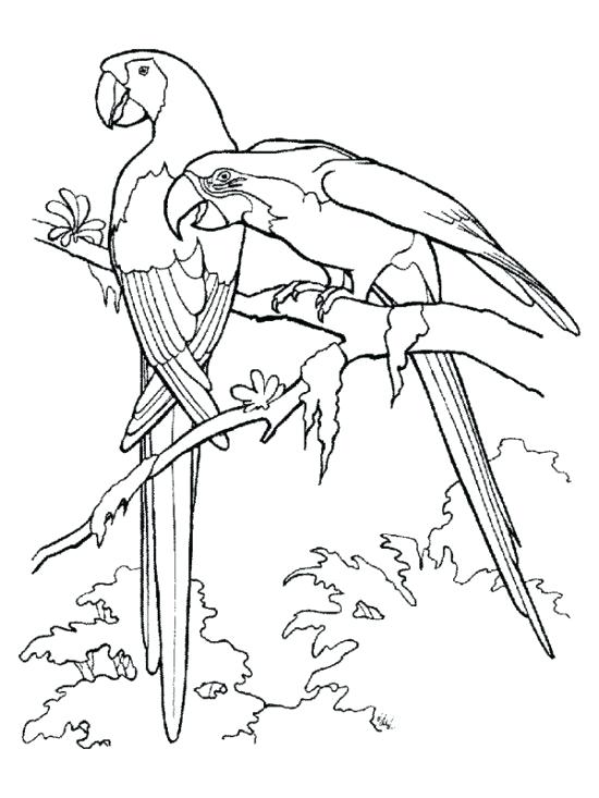 550x733 Rainforest Animal Coloring Pages Printable Animal Coloring Pages