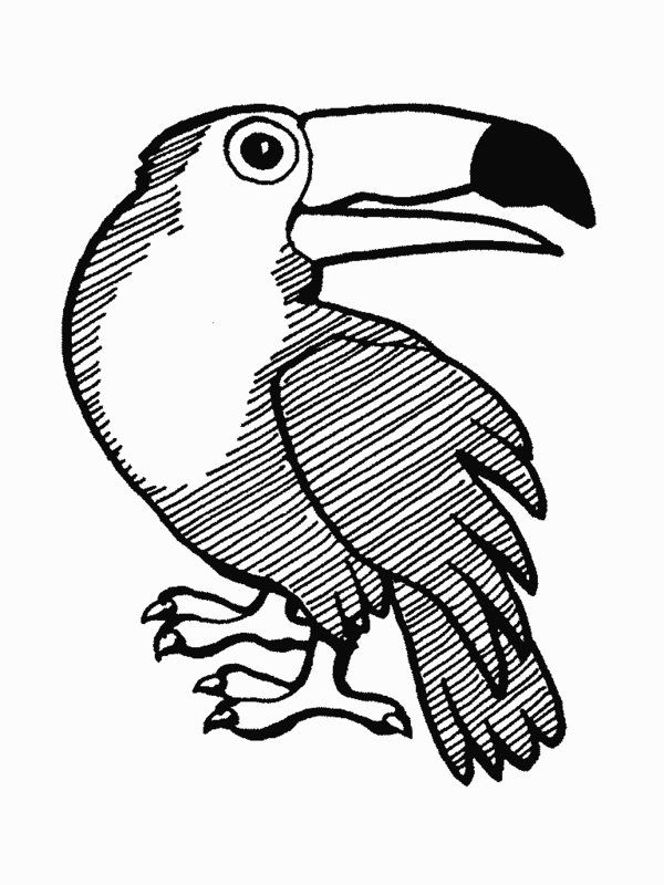 600x800 Rainforest Animals Coloring Pages Printable Rainforest Animal