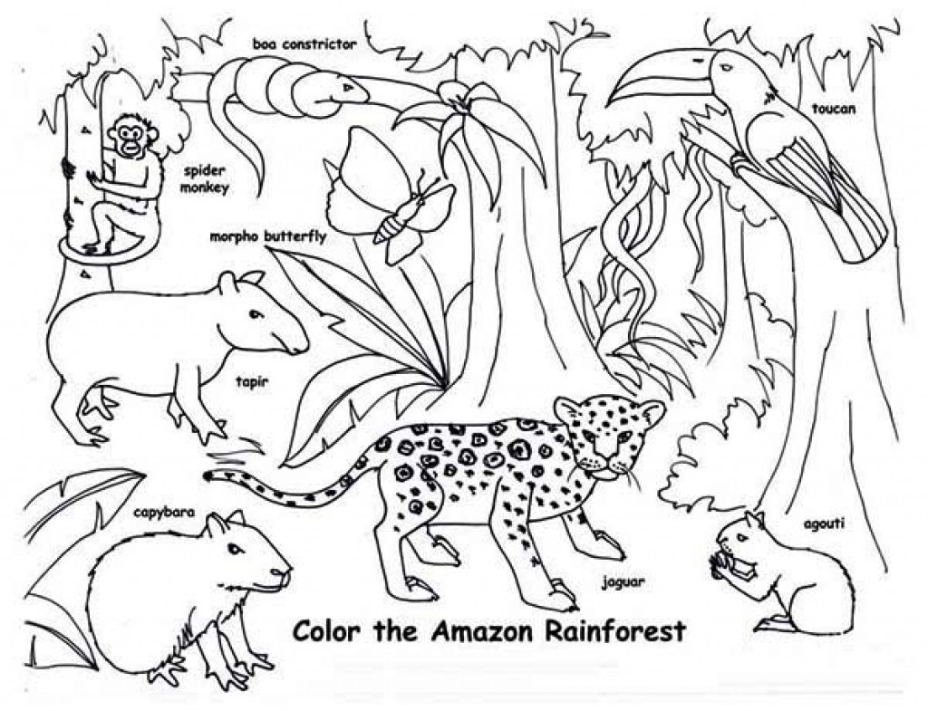 1024x785 Tropical Rainforest Animals Coloring Pages Printable Coloring