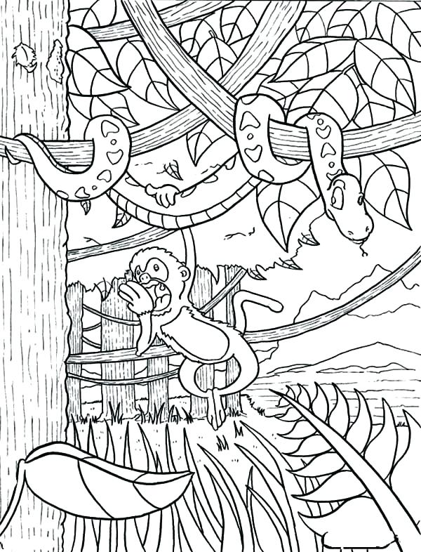 600x786 Coloring Pages Of Rainforest Animals Coloring Pages Packed