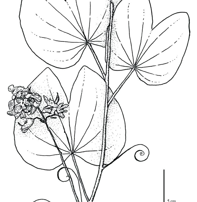 Tropical Rainforest Coloring Pages